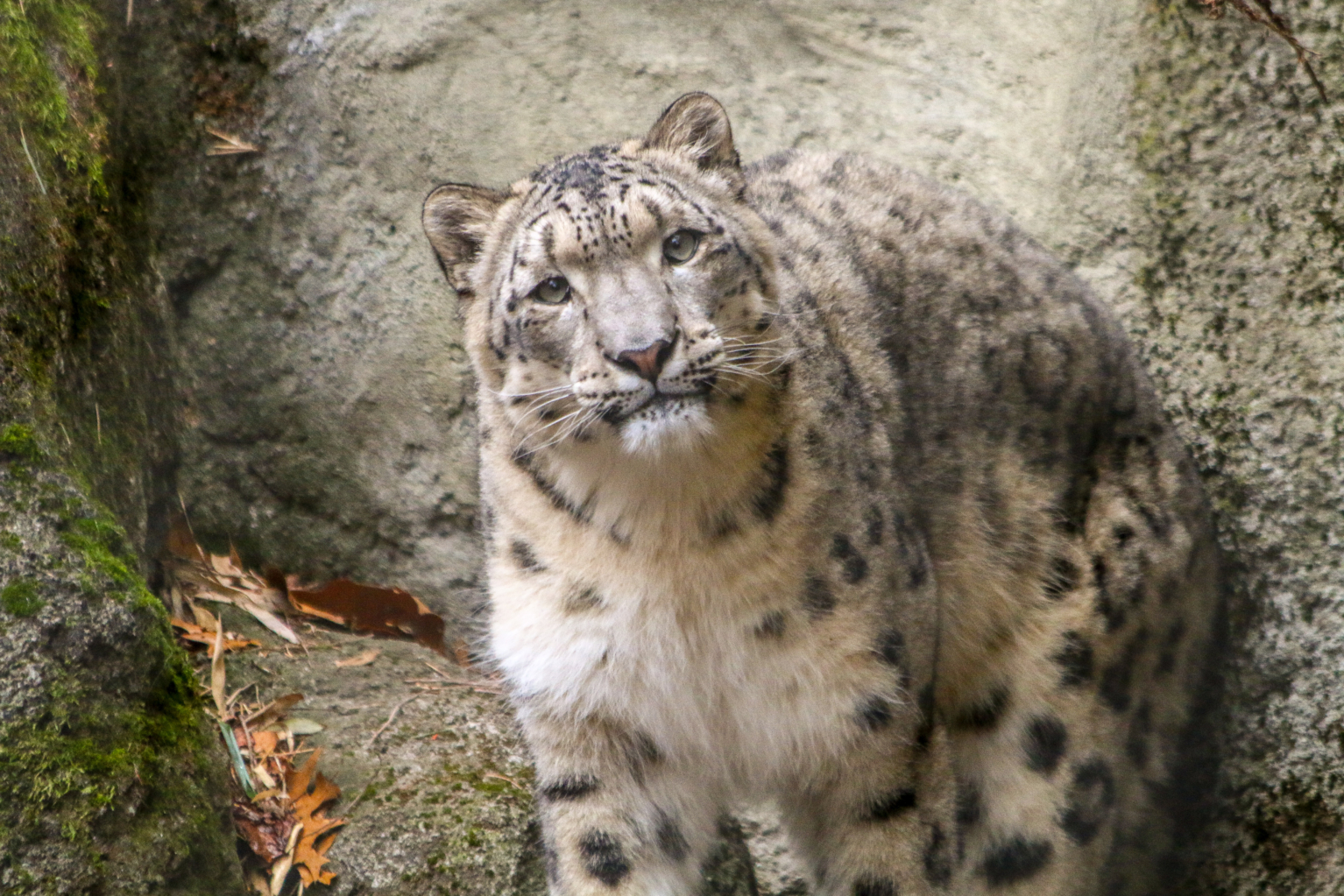 Snow Leopard - Roger Williams Park Zoo