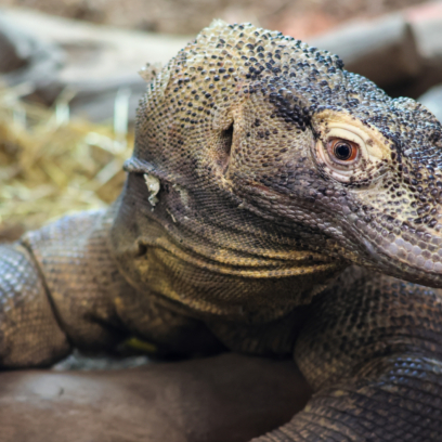 Komodo Dragon