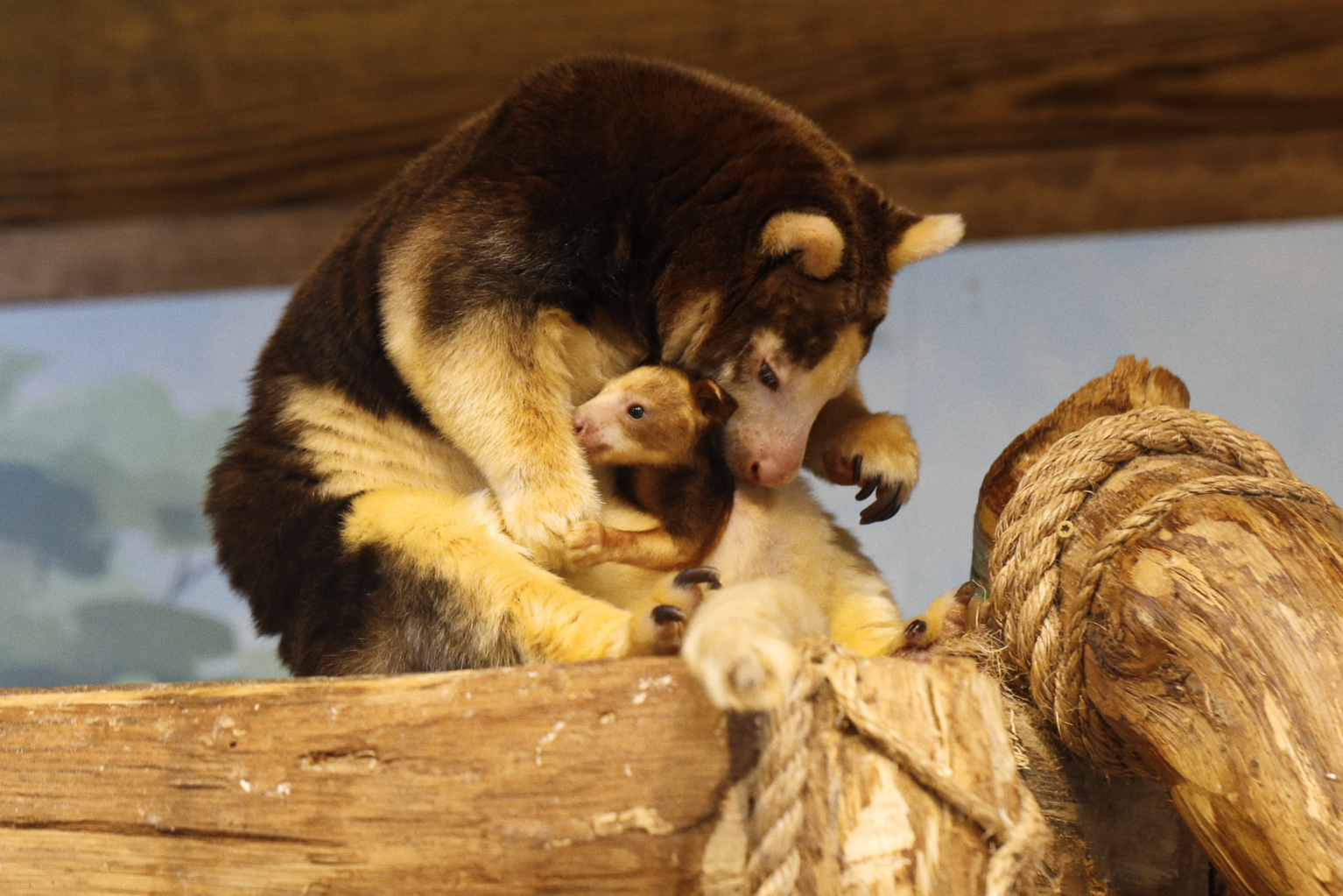 Matschie's Tree Kangaroo - Roger Williams Park Zoo