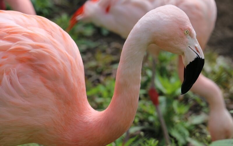 Chilean Flamingos - Wilder Institute/Calgary Zoo