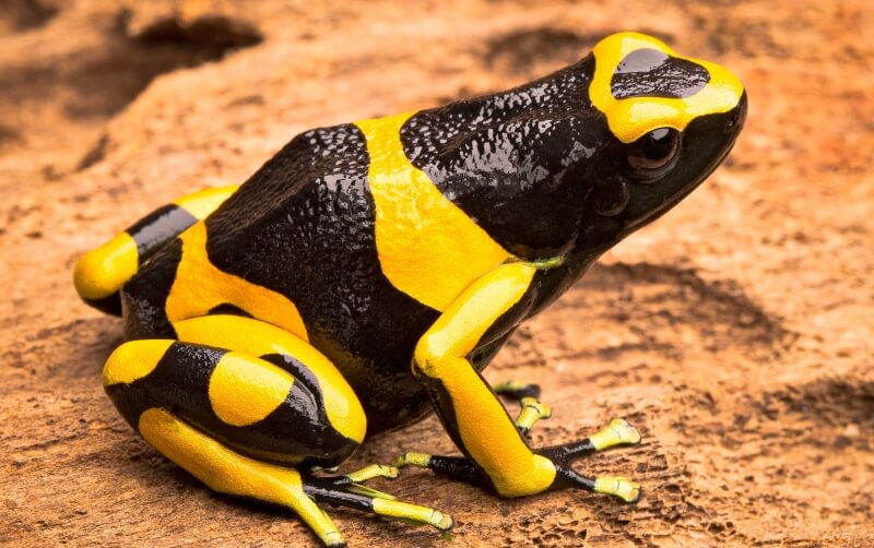 https://www.rwpzoo.org/wp-content/uploads/2022/07/Frog-Yellow-Banded.jpg