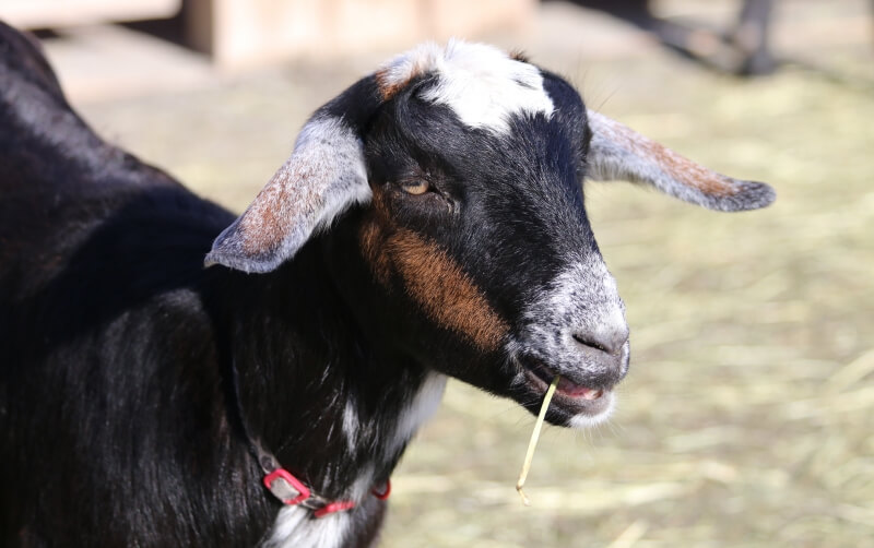 Nubian Goat - Roger Williams Park Zoo