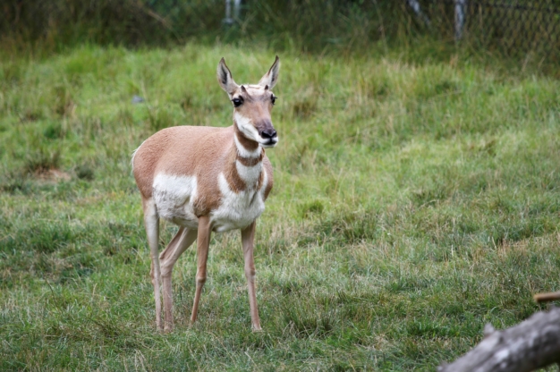 Pronghorn - Roger Williams Park Zoo