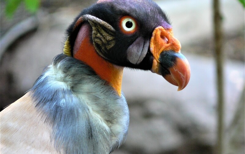 King vulture  Smithsonian's National Zoo and Conservation Biology