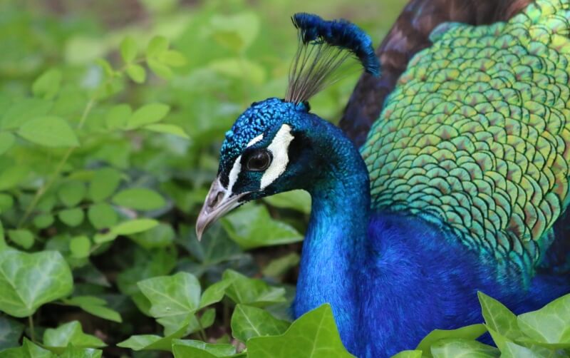 Peafowl, Common - Roger Williams Park Zoo