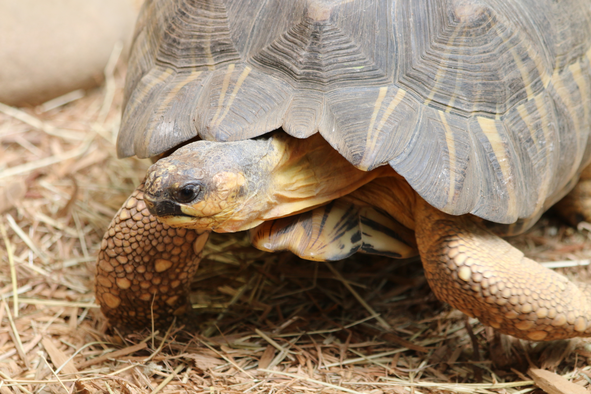 Radiated Tortoise - Roger Williams Park Zoo