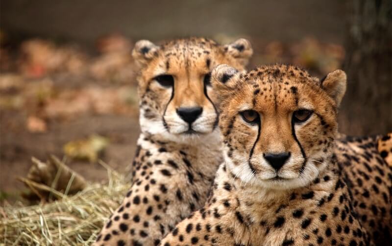 Cheetah - Roger Williams Park Zoo