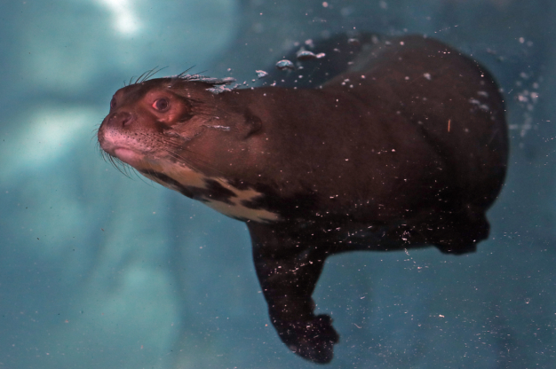 Giant otter swimming