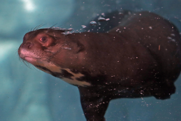 Giant otter swimming