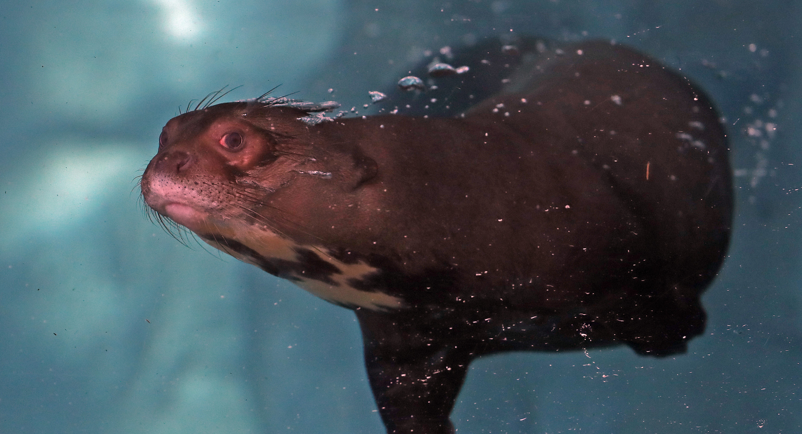 Giant otter swimming