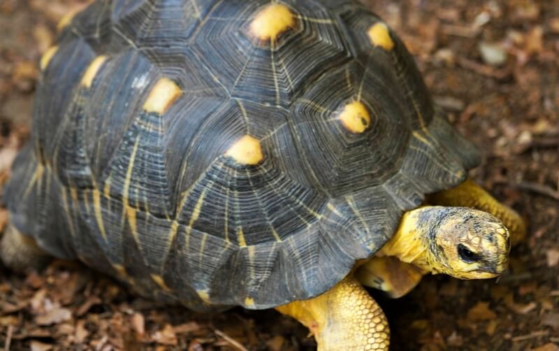 Radiated Tortoise - Roger Williams Park Zoo