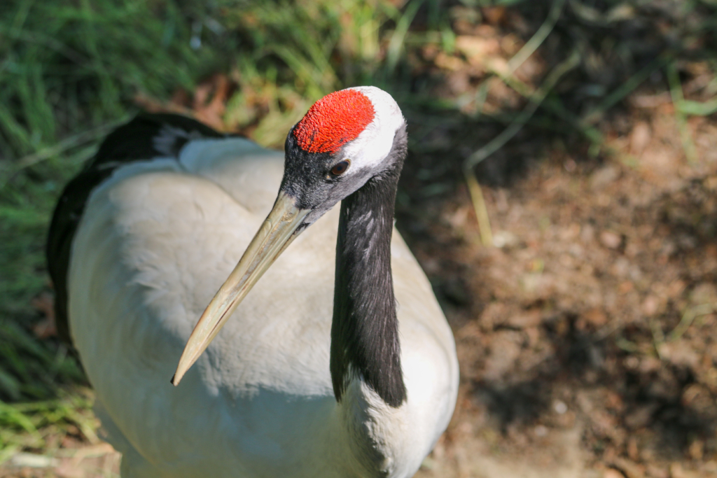 Red-crowned Crane - Roger Williams Park Zoo