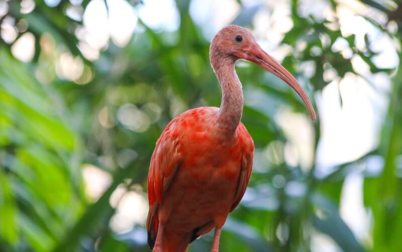 Ibis, Scarlet - Safari West