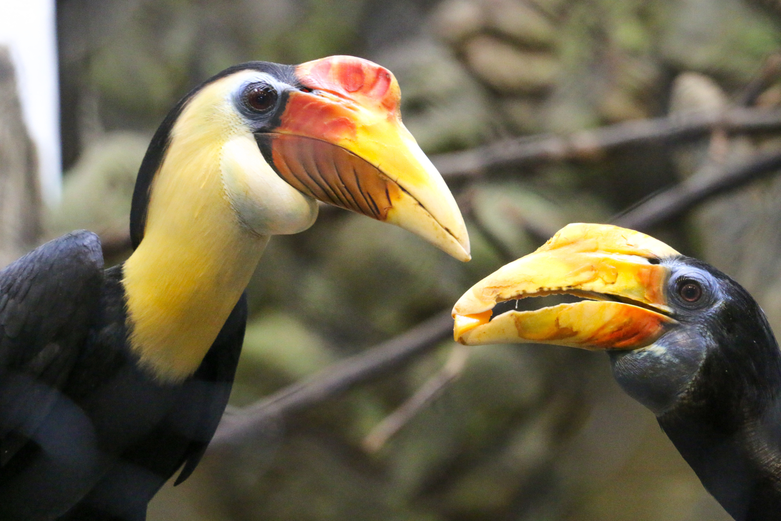 Wrinkled Hornbill - Roger Williams Park Zoo