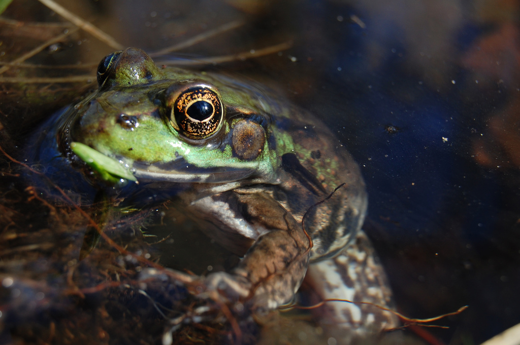 Become a Frogwatcher - Roger Williams Park Zoo