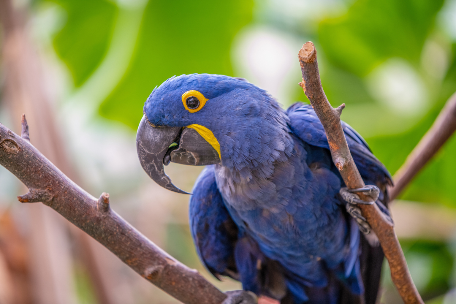 Adopt an Animal - Roger Williams Park Zoo