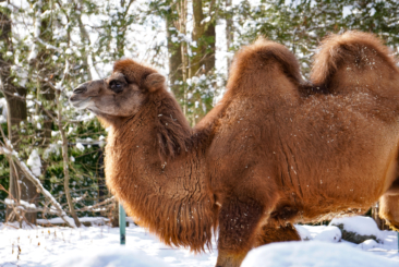 Bactrian Camel in the snow.