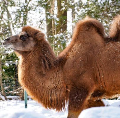 Bactrian Camel in the snow.