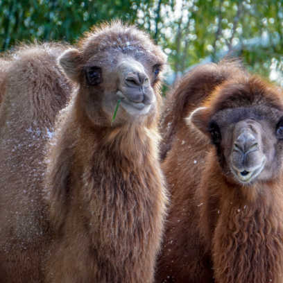 Close up of Camels in the snow.