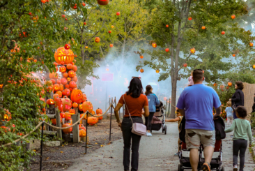 Families walking the Jack-O-Lantern Spectacular pumpkin trail