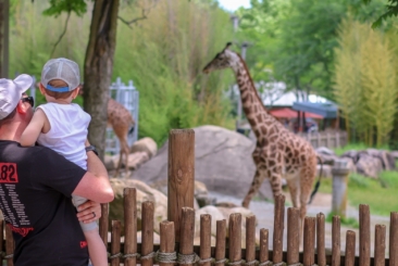 dad and child looking at masai giraffe