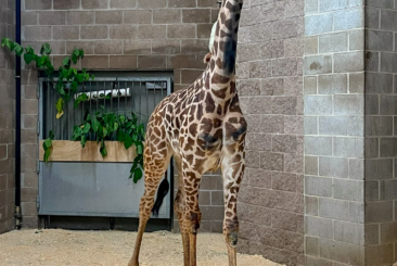Male, 1-year-old Masai giraffe named Enzi