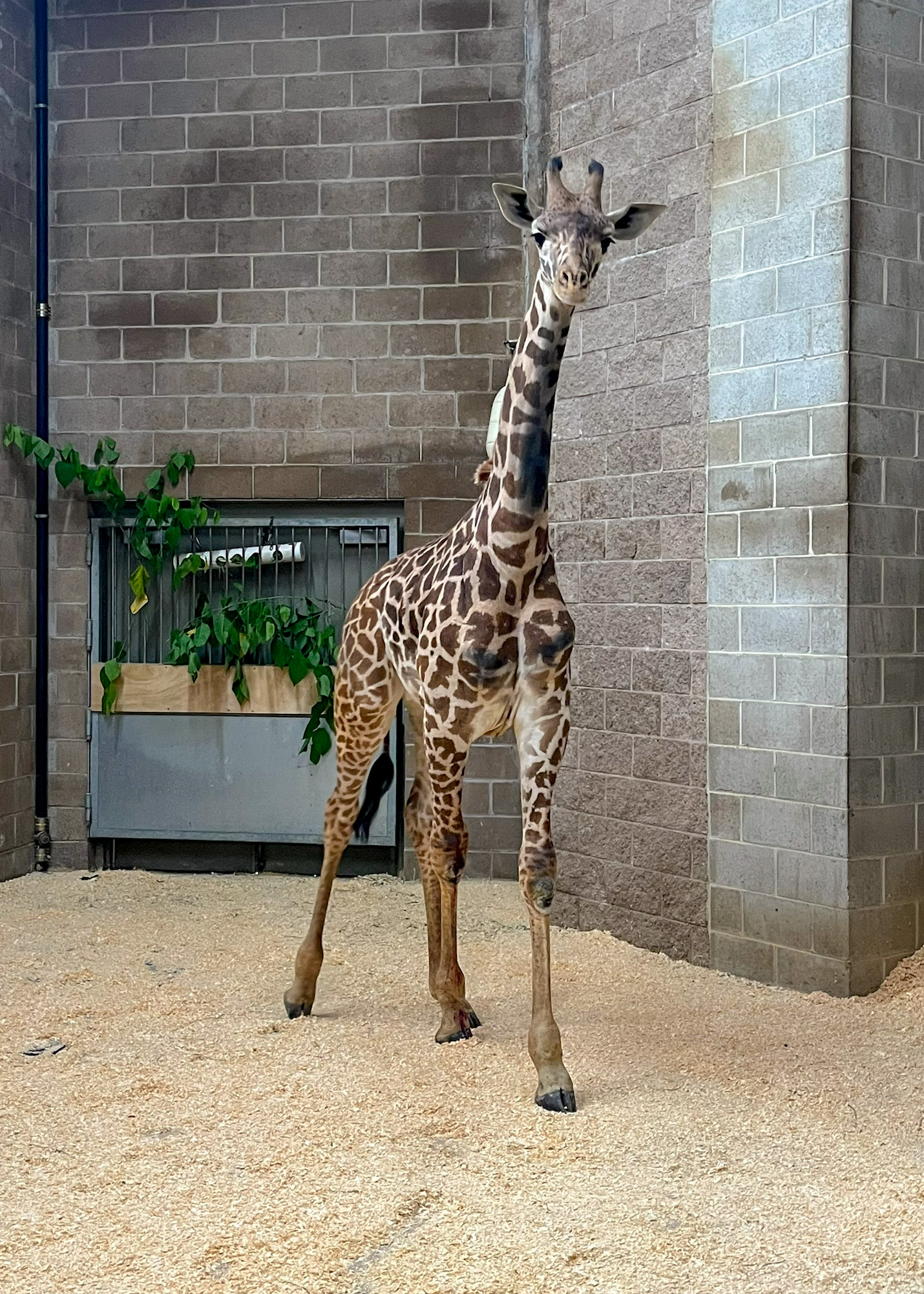 Male, 1-year-old Masai giraffe named Enzi