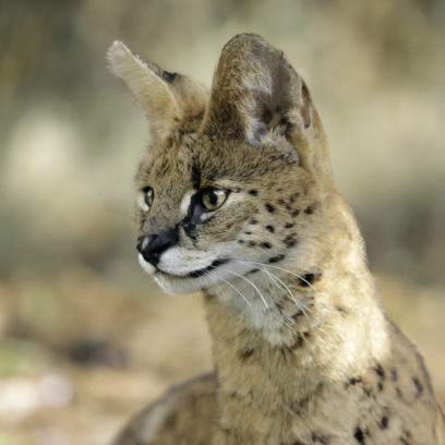 serval upclose