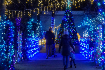 Family walking through an outdoor holiday lights display