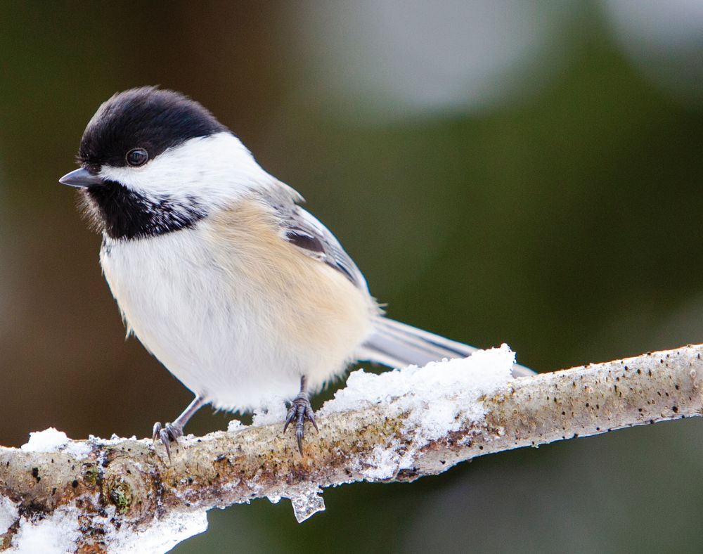 chickadee bird sitting on branch in the snow