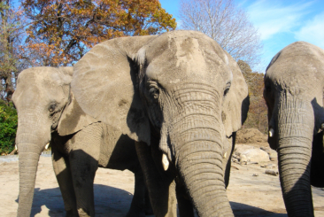 upclose of Zoo's African elephants - Kate, Ginny and Alice