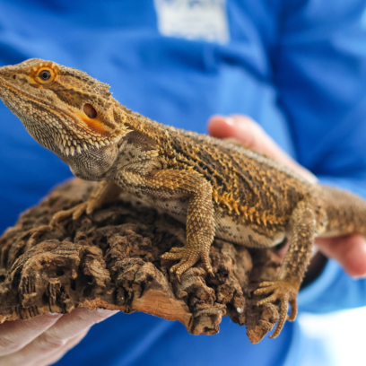 Zoo employee holding a bearded dragon ambassador animal