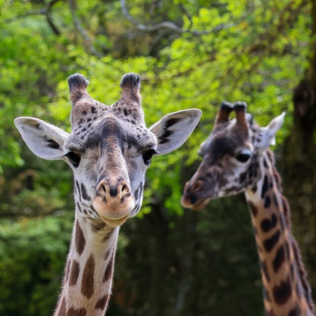 Our WILD Zoobilee online auction is LIVE! 🤩 Bid on incredible experiences, animal encounters, and unique items. All funds raised go directly towards animal care, conservation programs, and educational initiatives. Don't miss this chance to roar with excitement and support a worthy cause! 

The auction is open NOW through July 1st - visit the link in our bio to start bidding! 🐘

Auction items include special VIP experiences at the Zoo and beyond, including a private sloth encounter; a behind-the-scenes VIP giraffe encounter; a hand-crafted stained glass Zebra, and so much more!
.
.
.
#auction #fundraiser #zoobilee #zoofundraiser #animalencounters #experiences #zoofun #sports #foodanddrink #rwpzoo