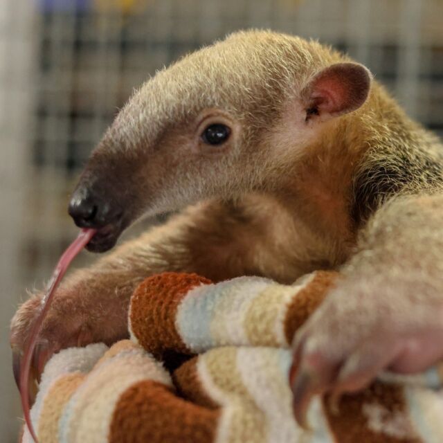 Someone new to the Zoo is sticking their tongue out at the world (and it's adorable)! We are ecstatic to announce the birth of a male southern tamandua pup named Gustavo! 

Gustavo was born on May 3rd to parents Carina and Salvador. Both mom and baby are doing great! He is currently weighing in at just about 2 pounds. Gustavo is a little adventurer, exploring around his habitat while mom takes a nap. They will be hanging out and bonding behind-the-scenes for now, but we will be sure to share updates on when he can be seen roaming around the Faces of the Rainforest mixed species habitat. 
.
.
.
#zooborn #southerntamandua #babyanimals #adorableanimals #lesseranteater #rwpzoo