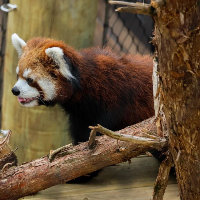 Zan is living her best life in the new outdoor red panda habitat! ❤️ 

The new space is filled with lots of climbing structures and enrichment- AND access to a nice cool indoor habitat. It sounds like the perfect spot to hang this summer! ☀️ Make sure you stop by and check it out during your next visit.