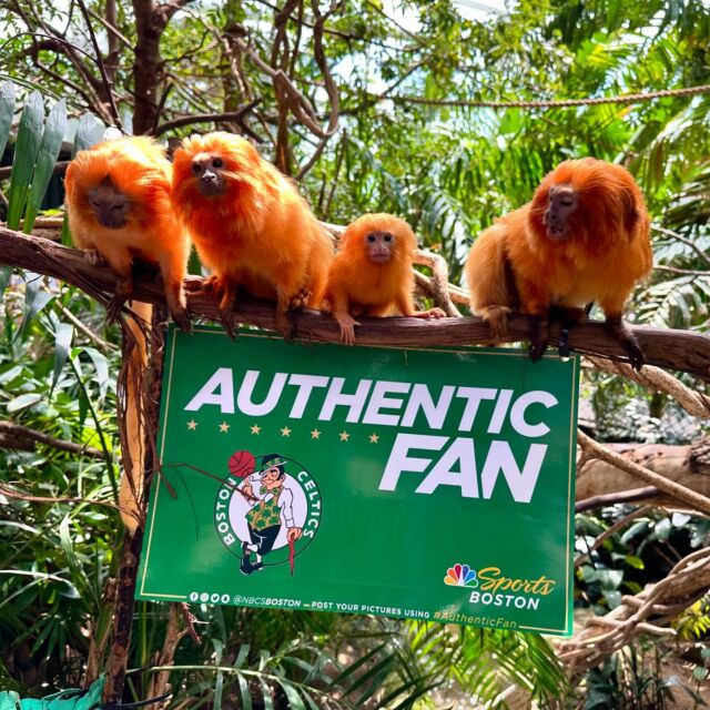 Let’s go Celtics! ☘️ These #authenticfans are going bananas rooting on the Boston Celtics in the NBA finals! 

We are roaring with pride for our local team and can’t wait to watch them compete for the championship! 🏆
•
•
•
#authenticfan #bostonceltics #nbafinals #bleedgreen #goceltics #bostonfan #gogreen #letsgo #rwpzoo