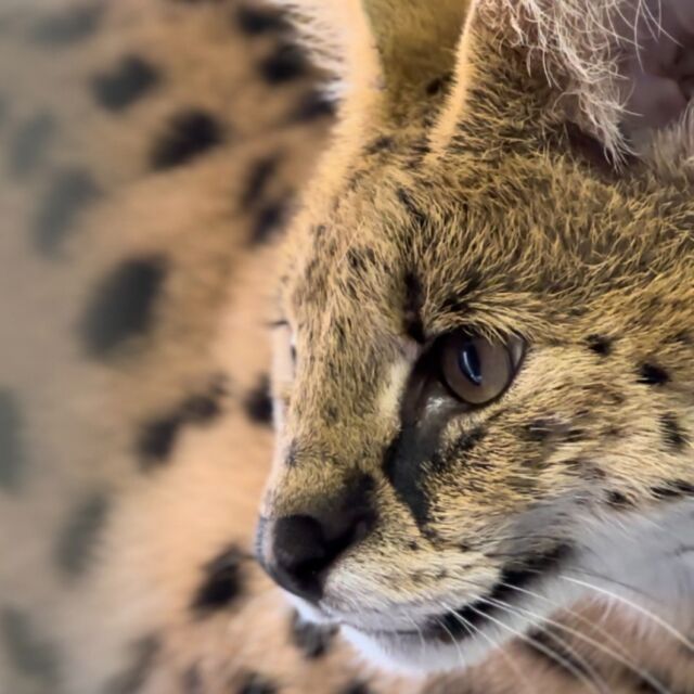 Look who's feline fine in her new home! 😻 The brand new serval habitat is finally complete, and Velma is settling into her new digs! We can't wait for you all to meet this purr-fect girl. 🧡

This was all possible thanks to the generosity of our donors and supporters- we can't thank you enough! More updates to come... 😊
.
.
#serval #catsofınstagram #update #zoolife #feline #rwpzoo #foryou #adorableanimals