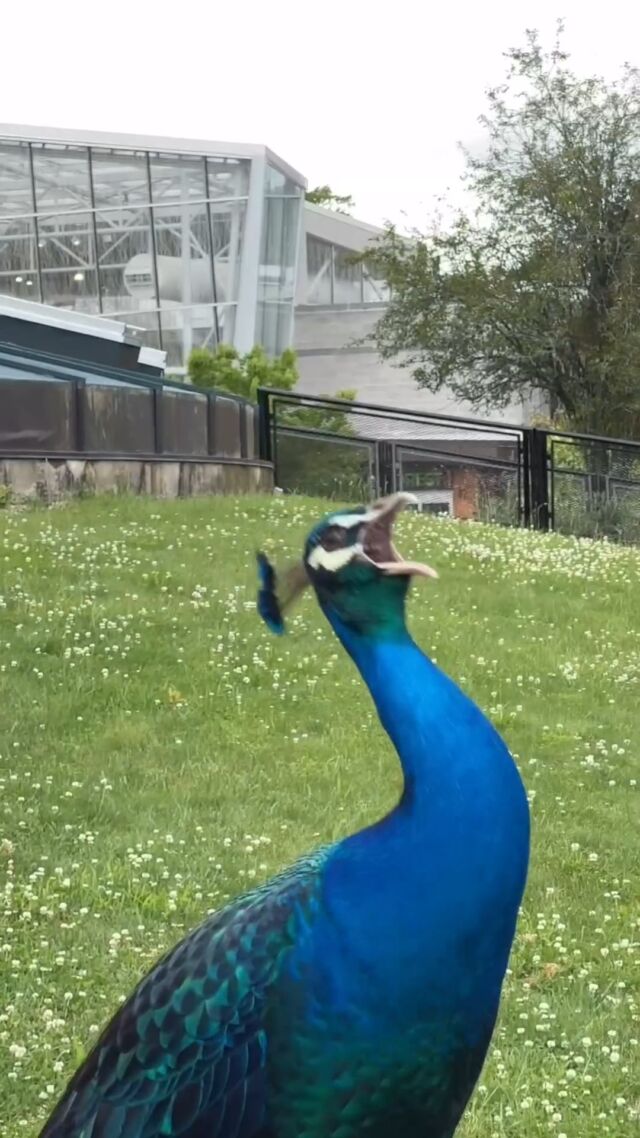 Happy 11th Birthday to our loud and proud "Blue Chicken"! 🦚 This rockstar peacock decided to join the band during soundcheck at our 90s Sip & Stroll event. It looks like he found his calling! 😉

Video Credit: @sydthebarrett 

#peacock #freeroamingpeacock #bluechicken #soundcheck #funnyvideos #foryou #fypage #zooanimals #rwpzoo