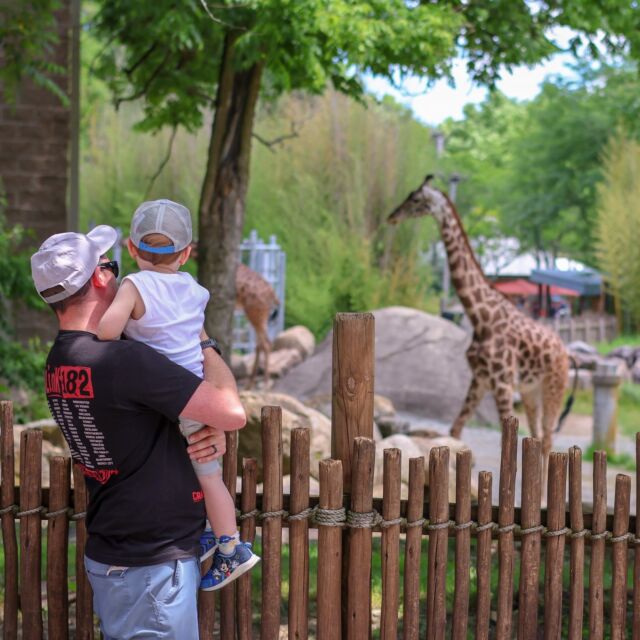 To all the dads who lift us up so we can reach new heights, create even more memories with your little adventure buddies with FREE admission to the Zoo this Father's Day! Admission is free for all dads, grandpas, and great-grandfathers. 🐘🦒🦦

The world is a big, amazing place, and these little eyes deserve to see it all. 🌎💙

#fathersday #adventurebuddies #dad #happyfathersday #zooadventures #makingmemories #foryou #zoo #rwpzoo #thingstodoinri