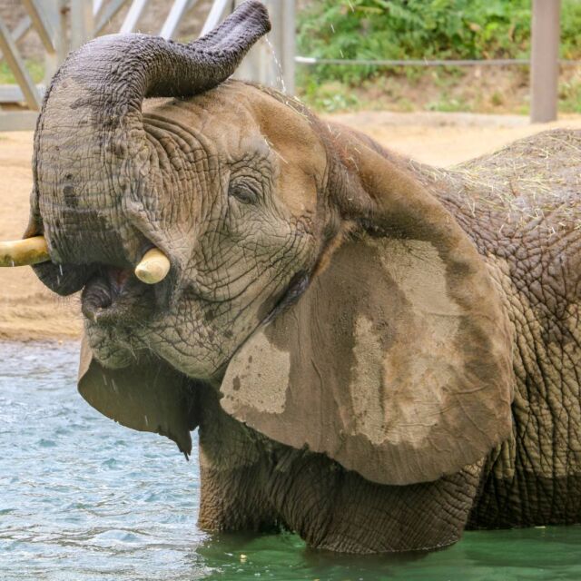 Raise a glass (or trunk) to conservation! 🐘Join us at @whalersbrewing on Friday, July 12th from 5-10 PM. Enjoy delicious summer brews, live music by Super Tusk, and support your RWPZoo and the Katie Adamson Conservation Fund.

A portion of the night's proceeds will support elephant conservation. Don't miss this chance to cheers for a cause and help us make a splash for these amazing creatures!
.
.
.
#brewsforconservation #brewery #elephants #wildlife #savetheelephants #rhodeisland #brewstagram #summerbrews #protectnature