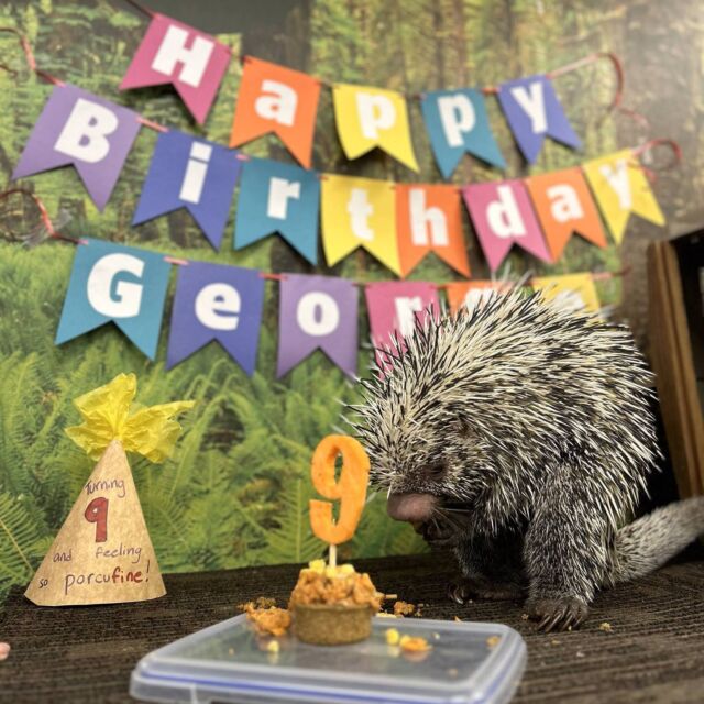 Turning 9 and feeling porcufine! 🥳 Quill you join us in wishing George our prehensile-tailed porcupine a very happy belated birthday? 🎉 This spiky and sweet guy celebrated his 9th birthday yesterday, enjoying some delicious and enriching treats with his keepers (swipe to see him munchin')! 😋 
.
.
#Prehensiletailedporcupine #porcupine #happybirthday #porcupinequills #cuteanimals #animalseating #animalsofinstagram #zooanimals #adorable #rwpzoo