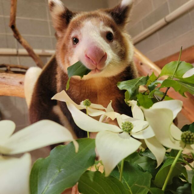Happy 2nd Birthday to Paia, our Matschie’s tree kangaroo! We can't believe it's already been two years since this adorable girl climbed her way into our hearts 🧡 Join us in wishing her a truly tree-mendous birthday.

Your RWPZoo participates in the Tree Kangaroo Species Survival Plan, which focuses on breeding to ensure the survival of this endangered species and is a proud partner with the AZA SAFE Tree Kangaroo Program to protect these special animals.
.
📸: Keeper Khaz
.
.
#treekangaroo #matschiestreekangaroo #amazinganimals #toocutetohandle #wildlife #animalsofinstagram #endangeredspecies
