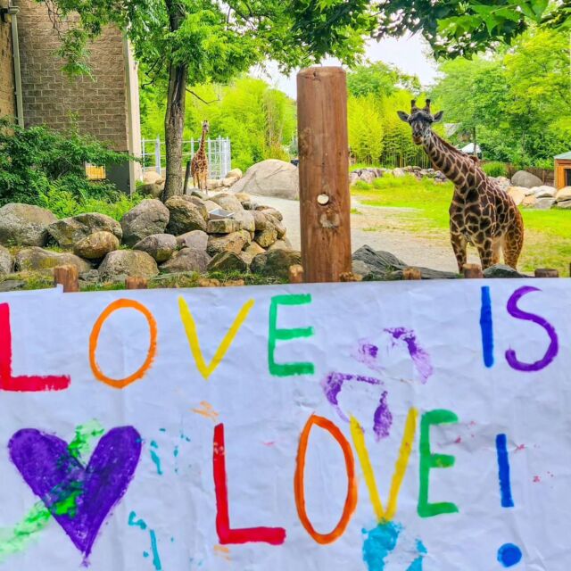 Shout out to our incredible zookeepers for all the colorful Pride themed enrichment this month 🌈 RWPZoo is a Zoo for All. We support the diversity of our wonderful staff, volunteers, guests and community that contribute to our mission of saving wildlife and wild places.
