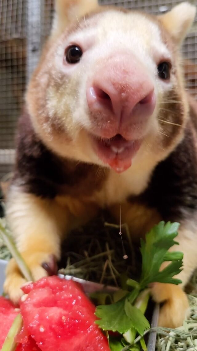 Happy belated 18th birthday to our watermelon loving La Roo! ❤️ This birthday girl celebrated her 18th with some Matschie’s Tree Kangaroo style ASMR cronching on her watermelon cake! 😋🍉

Join us in wishing La Roo a warm welcome to adulthood in the human world! 😉🎂🥳

#matschiestreekangaroo #asmr #cronch #animalasmr #animalseating #munching #treekangaroo #adorableanimals #animalsofinstagram #foryou #fypage #rwpzoo