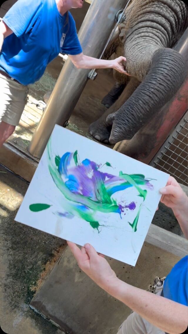 Ginny the elephant is channeling her inner Picasso! 🎨 

Did you know this fun painting enrichment also helps her stay healthy? This painting behavior is similar to the procedure for Ginny’s annual TB test. Ginny blows onto a canvas with paint on it when prompted by her trainers. This behavior is important for allowing staff to administer saline into her trunk and hold it until the trainer signals her to blow into the sample collection bag. What a fun way to practice for a check up! 

And let’s not forget the yummy treats she gets for being such a superstar. Great job, Ginny! 👏🏻