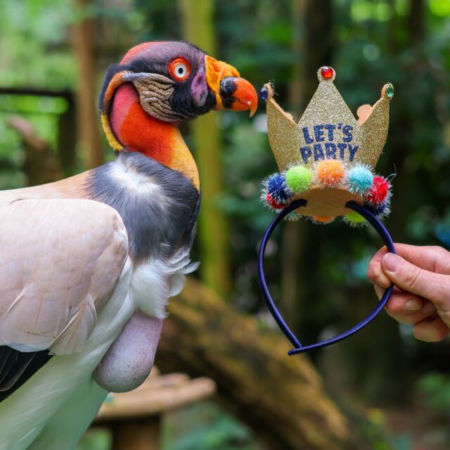 Happy 42nd Birthday to the King, Goofy! 👑 (King vulture that is) 😉

#DidYouKnow king vultures lack feathers on their heads and necks (even eyelashes!)? This is to prevent bacteria growth when they tuck their heads into carcasses while feeding. Join us in wishing the King a very happy birthday! 🥳
.
.
.
#kingvulture #vulture #happybirthday #vulturesoftheworld #ilovevultures #foryou #fypage #animalphotography #animalsofinstagram #rwpzoo #zoo