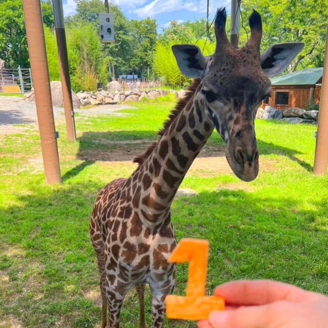 Happy 1st Birthday to our very special new friend, Enzi! 🦒🎉 This adorable guy has been reaching new heights and stealing hearts since he arrived at our zoo. He is the perfect addition to our herd, and we are so happy to be able to watch him grow for many years to come! Help us wish Enzi a very happy birthday in the comments! 🥳
.
.
.
#giraffe #firstbirthday #giraffelove #wildlife #cuteanimals #amazinganimals #standtallforgiraffe