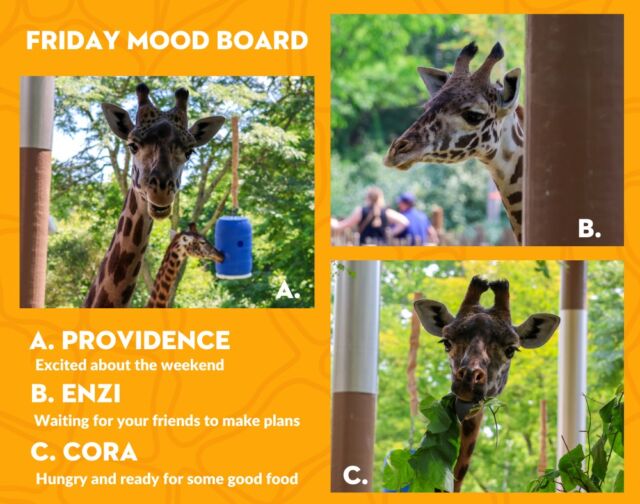What's your Friday mood? 😆 Comment below who you are feeling like today- Providence, Enzi, or Cora? 🤔 

Have a wonderful weekend, everyone! 😄☀️
.
.
.
#fridaymood #happyweekend #giraffe #giraffesofinstagram #masaigiraffe #foryou #foryoupage #fridayfun #fypage #animalsofinstagram #rwpzoo