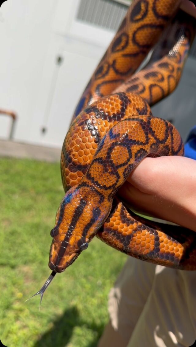 It’ssssss World Snake Day! 🐍 Meet Hardy the rainbow boa 🤗

As you can see, rainbow boas aren’t actually rainbow colored. Instead, their name comes from the iridescent sheen they give off when the light interacts with tiny ridges on their scales that act like prisms. This interaction creates the beautiful rainbow shimmer you see on Hardy! Pretty neat, huh? 

#worldsnakeday #rainbowboa #rainbow #interesting #snakefacts #beautifulsnakes #snakes #boa #fypage #foryou #rwpzoo