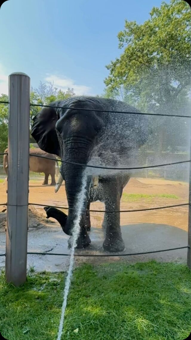 Get it, Ginny! 🐘💃🏼😎💦

Our girls love enjoying a splash in the hose on these warm summer days! ☀️